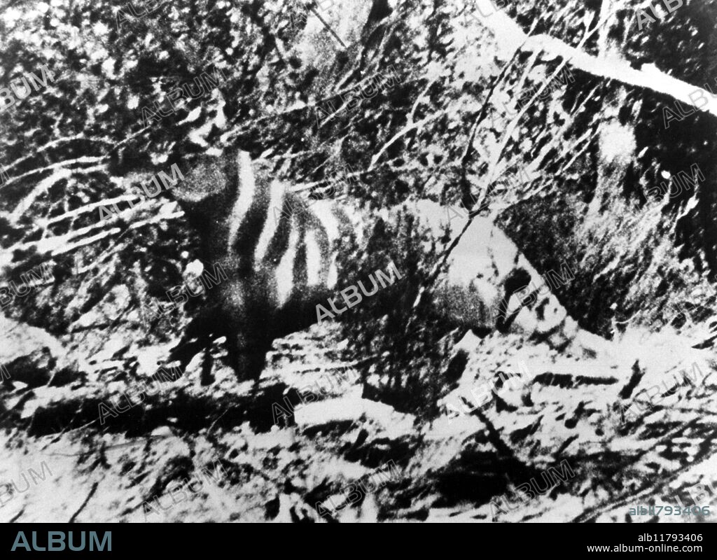Victorian Tiger mystery animal photogaphed in Victoria Ausralia by Miss Rilla Martin in 1964. Also known as Ozenkadnook Tiger.