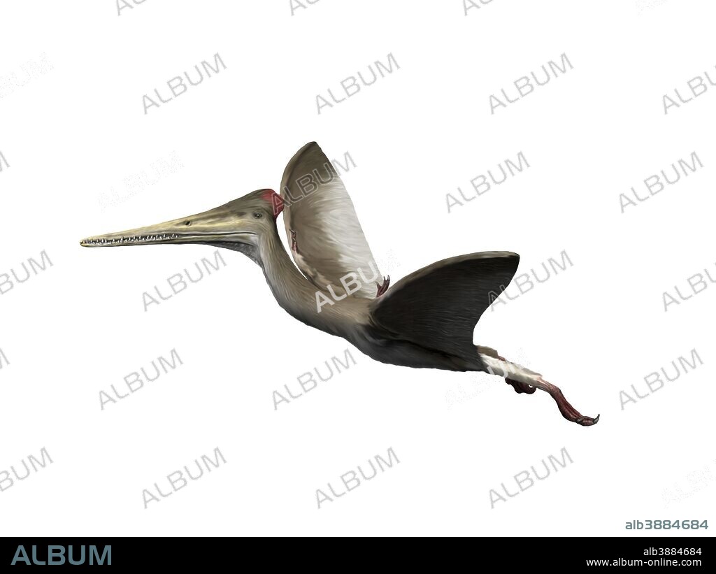 Kryptodrakon is a pterosaur from the Late Jurassic period of China.