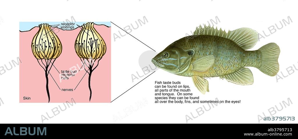 Illustration of the anatomy of fish taste buds, found on the lips, mouth, and tongue of fish.