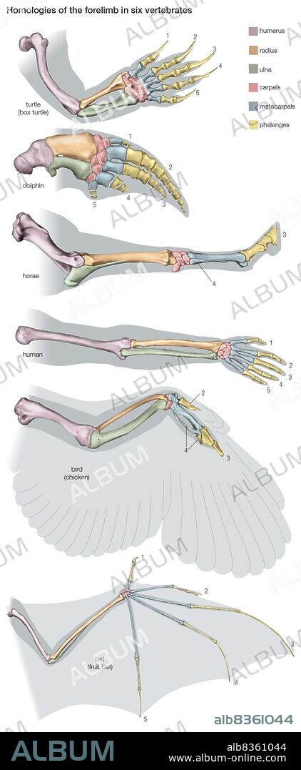 Homologies of 6 vertebrate forelimbs, giving evidence for evolution. Though adapted to a specific animal, the bones correspond.