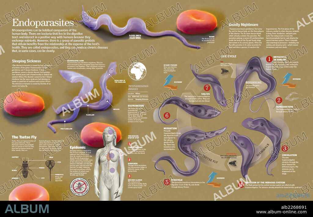 Los endoparásitos. Infografía del proceso de vida del microorganismo endoparásito que causa la enfermedad del sueño.
