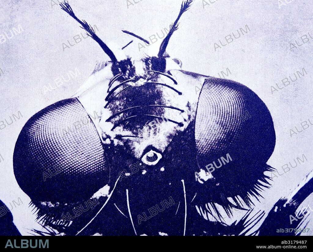 magnified head of house fly showing antennae and large compound eyes.