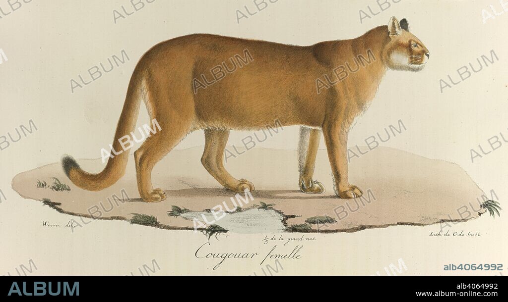 Cougouar femelle. A female cougar. Histoire Naturelle des MammifÃ¨res ... Paris, 1824-57. Source: 1257.l.1-4,. Language: French.
