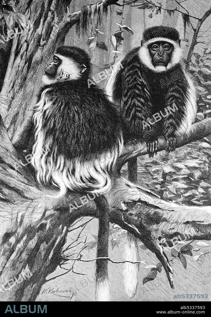 Guereza monkey, coat monkey or Guereza, Colobus guereza  /  Guereza-affen, Mantelaffe oder Guereza, Colobus guereza, Historisch, historical, digital improved reproduction of an original from the 19th century / digitale Reproduktion einer Originalvorlage aus dem 19. Jahrhundert.