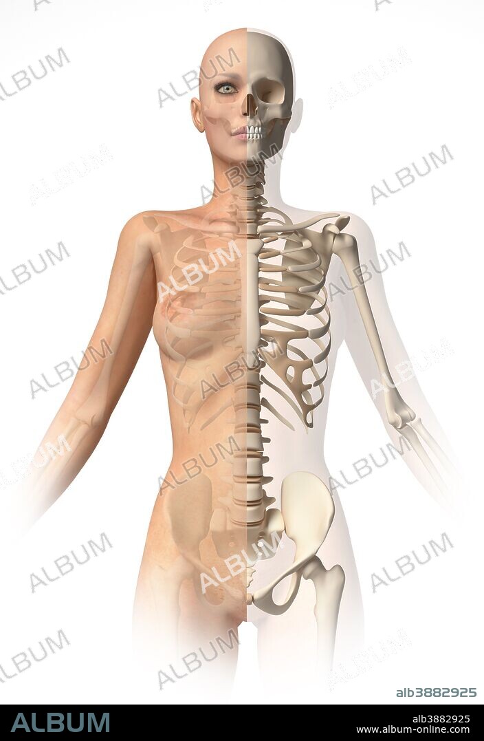 Medical illustration of female body with bone skeleton superimposed.