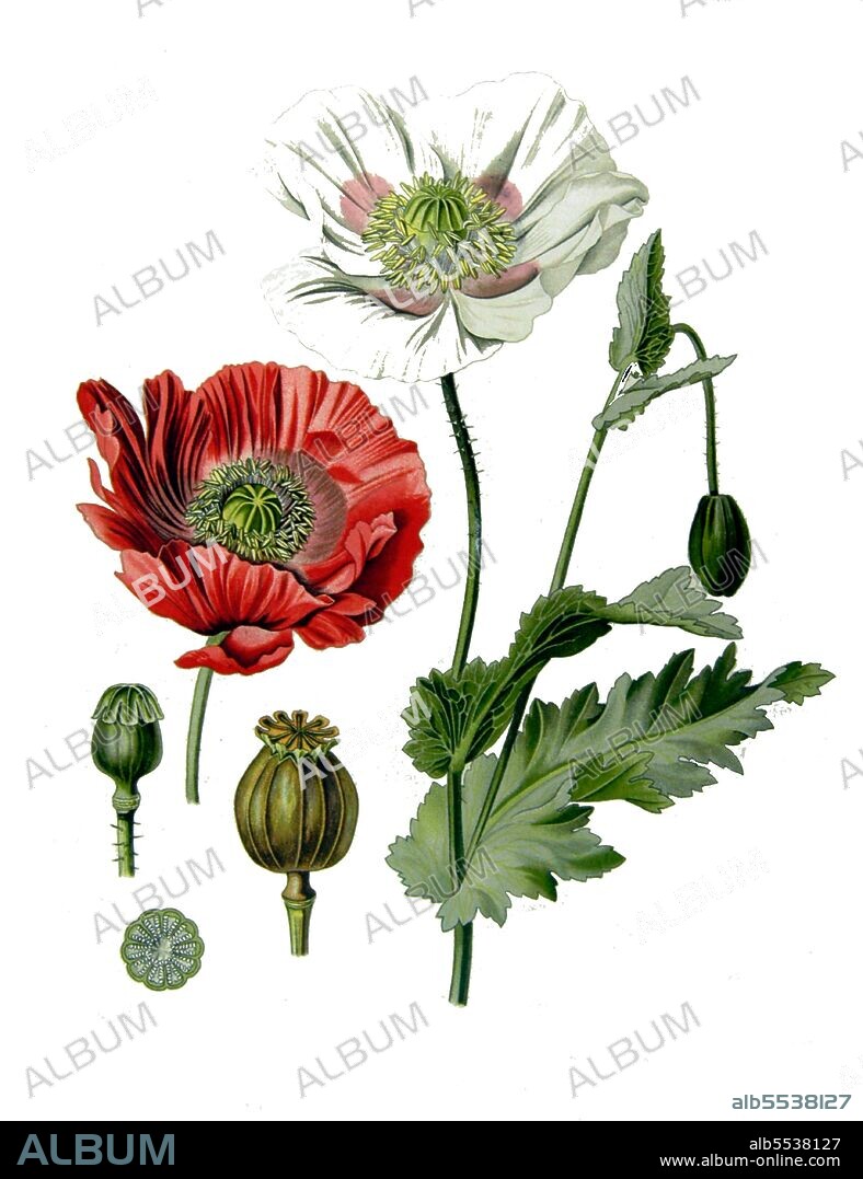 Opium poppy, Papaver somniferum, is the species of plant from which opium and poppy seeds are extracted. Opium is the source of many opiates, including morphine, thebaine, codeine, papaverine, and noscapine.  The Latin botanical name means the 'sleep-bringing poppy', referring to the sedative properties of some of these opiates.