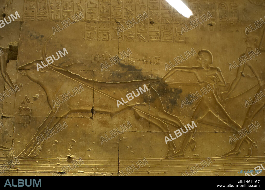 Egyptian Art. Temple of Seti I at Abydos. Relief depicting the pharaoh Ramesses II  lassoing a bull with his father Seti I behind him. 19th Dynasty. New Kingdom.