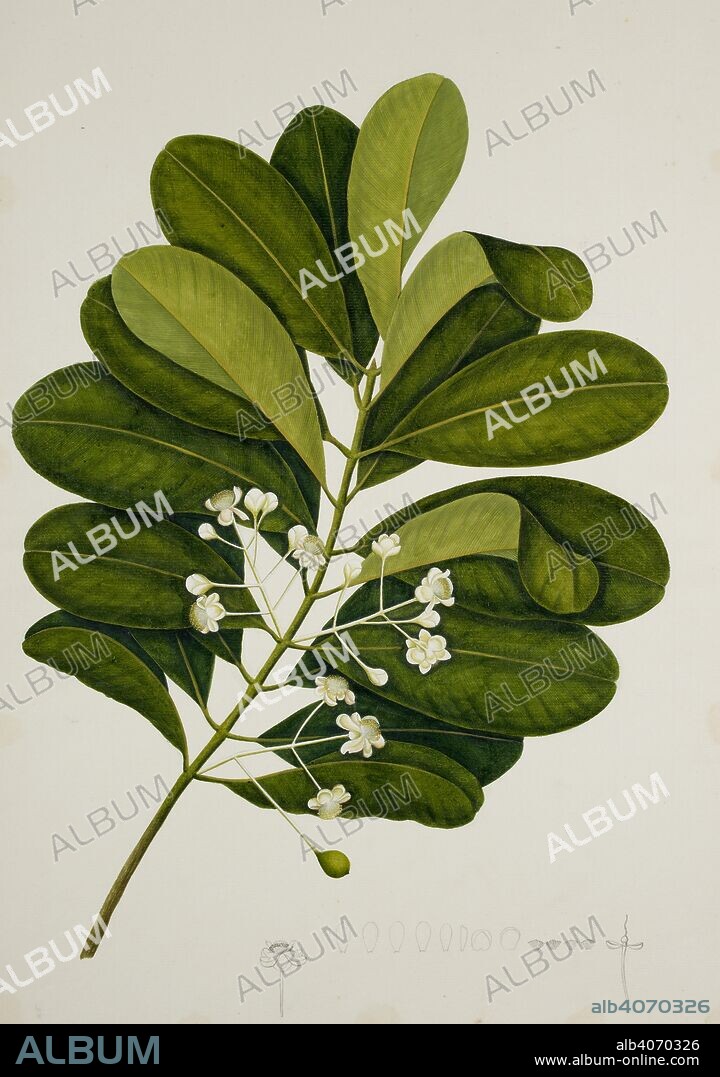 Calophyllum Inophyllum. c.1824. Calophyllum Inophyllum' L. (Guttiferae). From an album of 40 drawings of plants made by Chinese artists at Bencoolen, Sumatra, for Sir Stamford Raffles. Watercolour.  Originally published/produced in c.1824. . Source: NHD 48/3,.