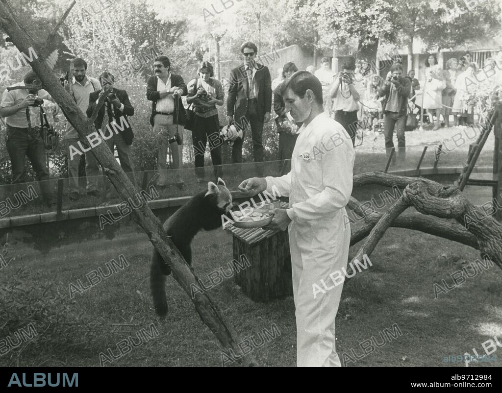 Madrid, 18/10/1985. Cría de Panda Rojo nacida en el zoo madrileño, que lleva el nombre de "Lola". En la imagen, con su cuidador, Mario Robledillo.