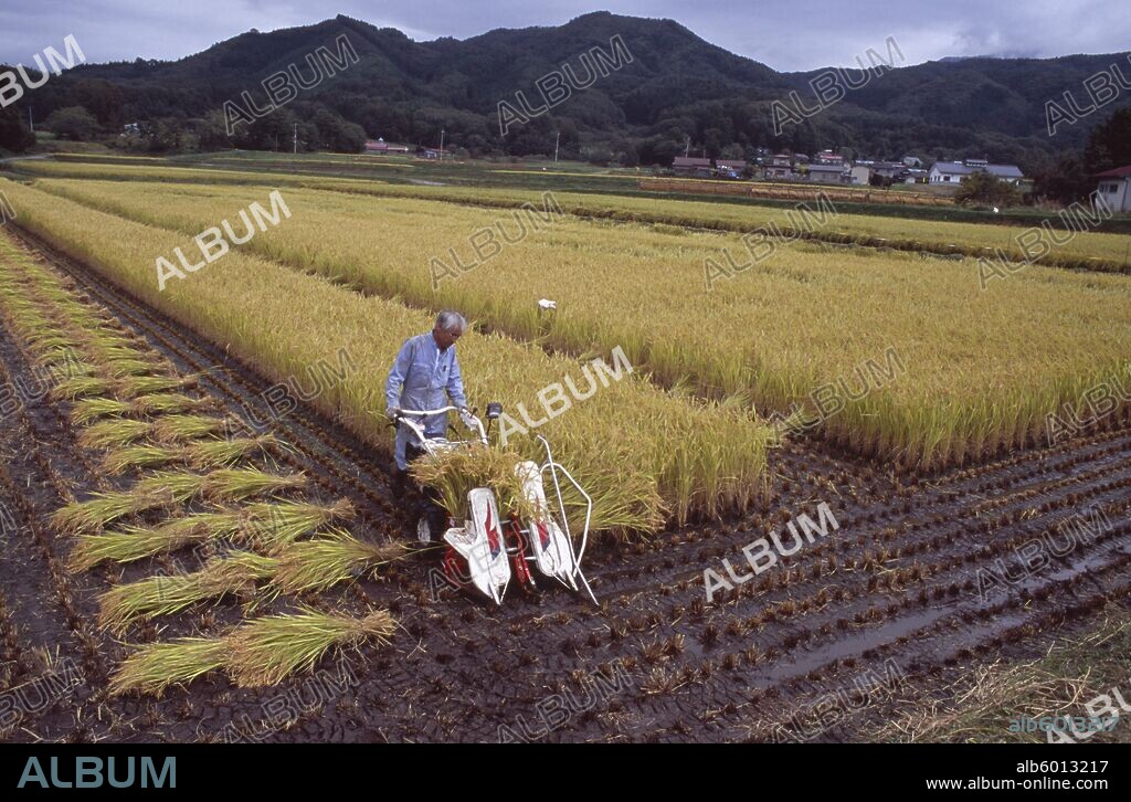 JAPAN Honshu Densho en Male farm worker harvesting rice fields with a hand held machine.