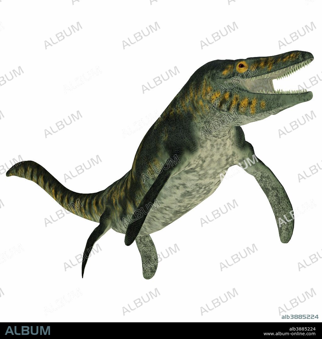 Tylosaurus marine reptile on white background. Tylosaurus was a carnivorous aquatic reptile that lived in the North America Western Interior Seaway during the Cretaceous Period.