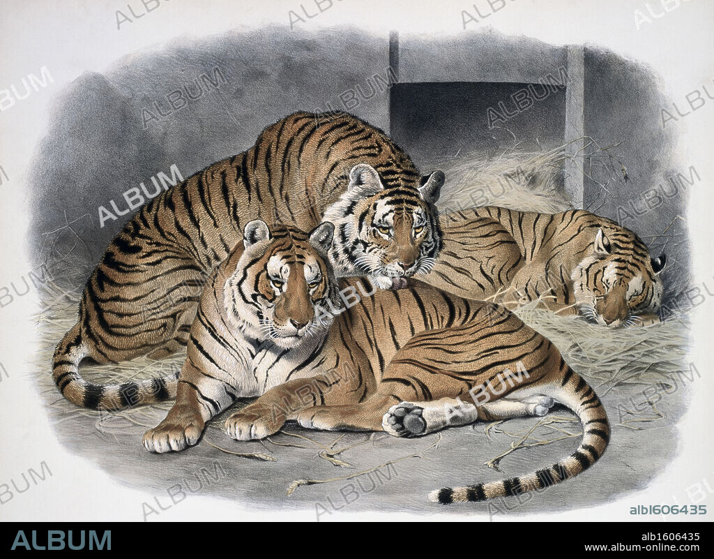 The Tiger (Felis Tigris) 1883 Daniel Giraud Elliot (1835-1915 American) Monograph.