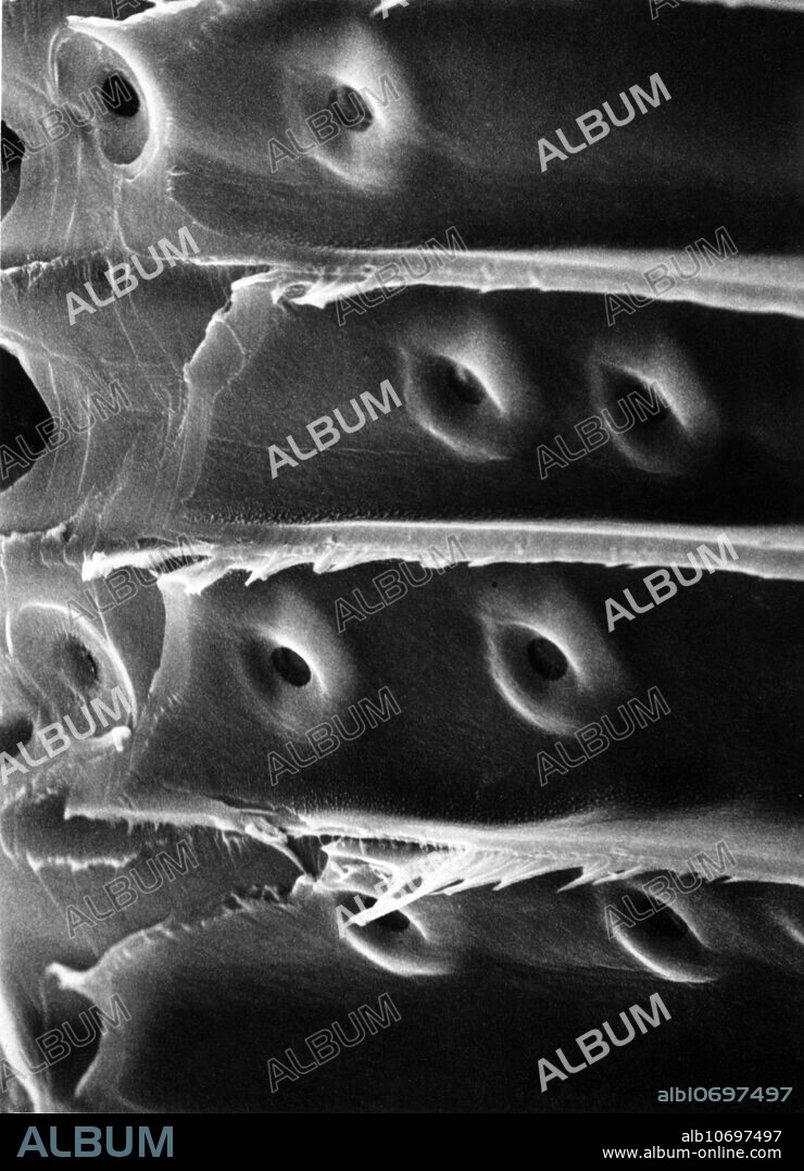 Xylem