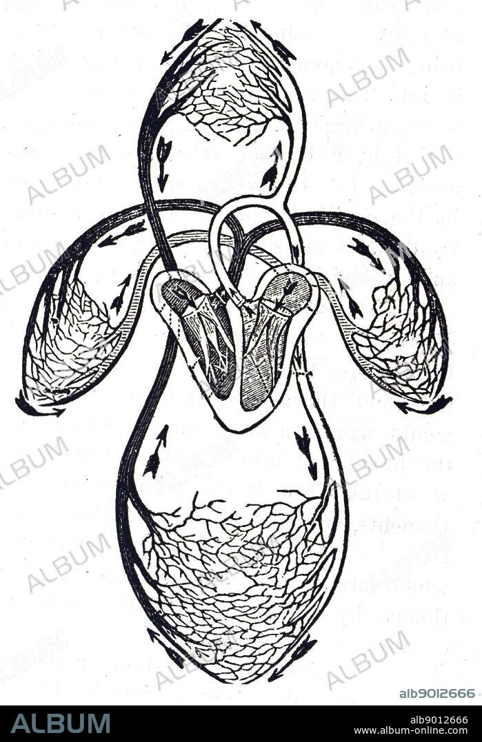 Diagram of the circulation of blood as understood after William Harvey's work, showing blood leaving the left ventricle of the heart by the aorta and returning to the heart via the vena cava at the right auricle: it has now completed the Greater Circulation. It next passes to the right ventricle and out into the Pulmonary Artery and undertakes the Lesser Circulation (Pulmonary Circulation) and returns to the heart at the left auricle. William Harvey (1578-1657) an English physician who made seminal contributions in anatomy and physiology. Dated 20th century.