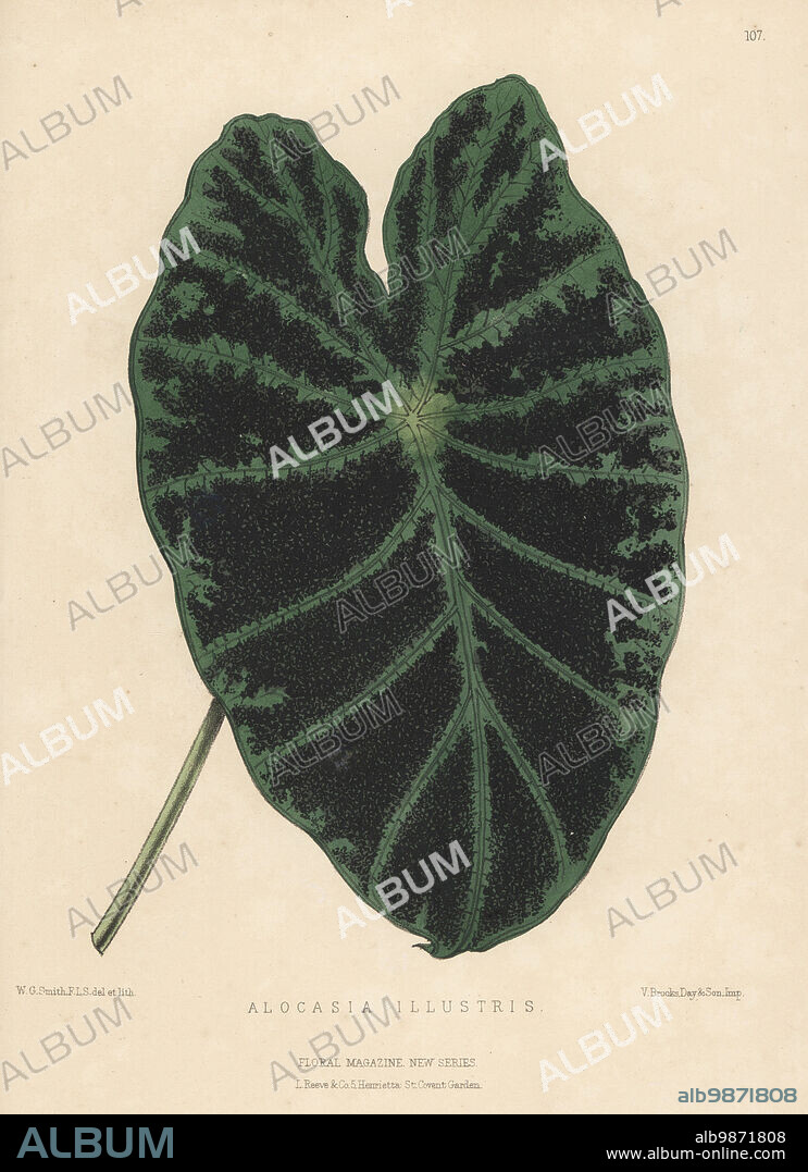Taro, Colocasia esculenta. Imported from the East Indies by nurseryman William Bull, King's Road, Chelsea. As Alocasia illustris.Handcolored botanical illustration drawn and lithographed by Worthington George Smith from Henry Honywood Dombrain's Floral Magazine, New Series, Volume 3, L. Reeve, London, 1874. Lithograph printed by Vincent Brooks, Day & Son.