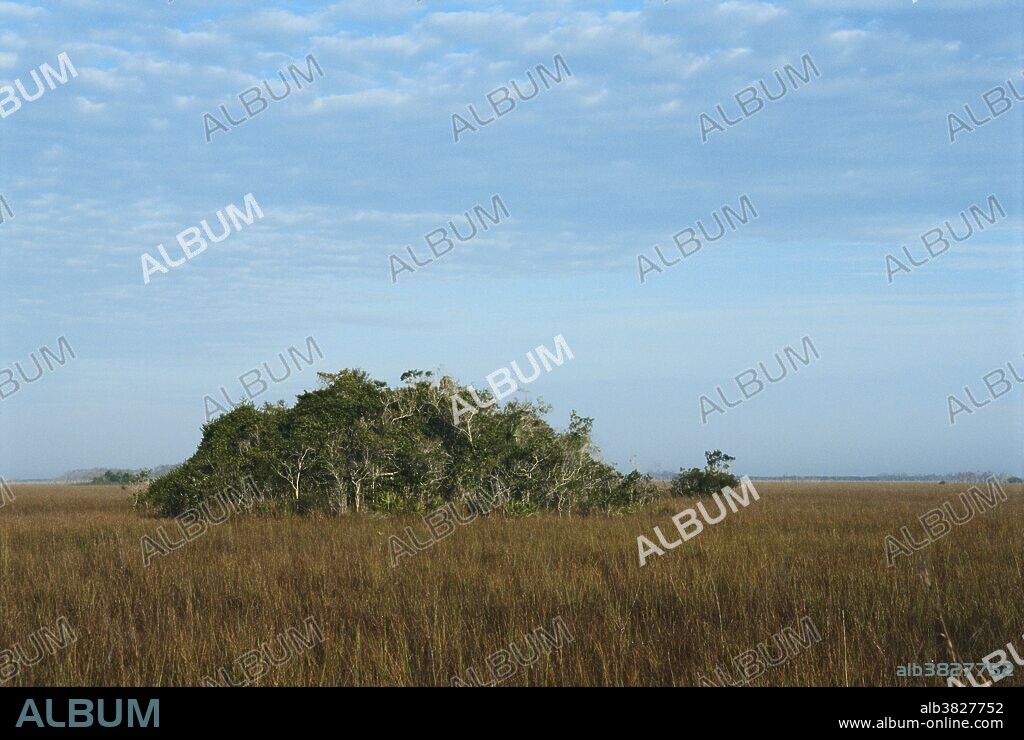 View across prairie grass habitat, showing hammocks, dense stands of hardwood trees that grow on natural rises only a few inches higher than the surrounding land. Everglades National Park, Florida.