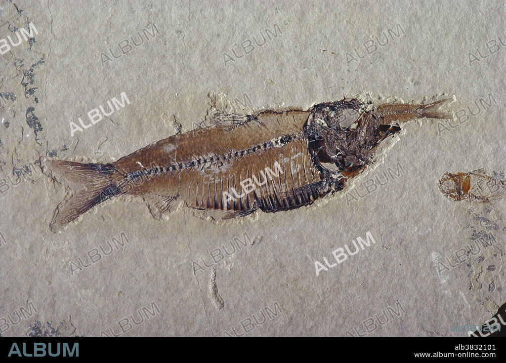 Fossil fish (Gosiutichthys parvus) with prey of the same species, from the Green River Formation, Wyoming. The large fish is 85 mm long.