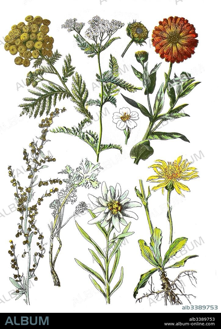 Tansy, Tanacetum vulgare L., Syn.: Chrysanthemum vulgare (L.) Bernh. (left top), yarrow, Achillea millefolium (top center),  Ringelblume, Calendula officinalis (top right), absinthe wormwood, Artemisia absinthium L. (bottem left), edelweiss, Leontopodium nivale subsp. alpinum (bottem center), mountain arnica, Arnica montana (bottem right).