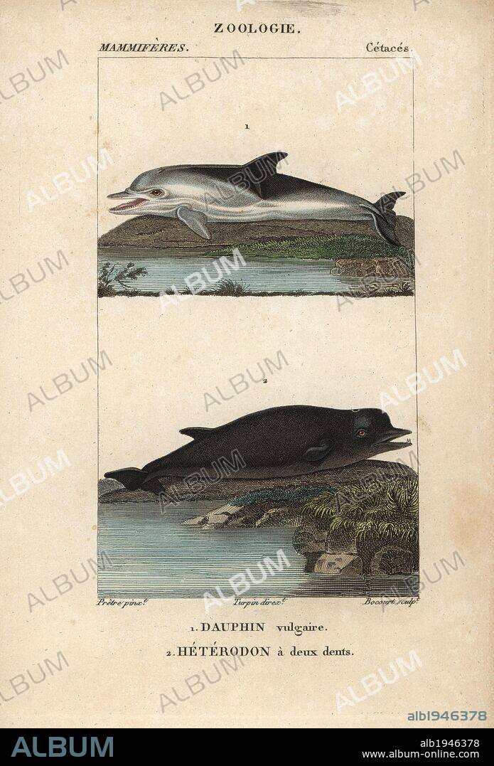 Short-beaked common dolphin, Delphinus delphis, and Hyperoodon ampullatus, North Atlantic bottlenose whale. Handcoloured copperplate stipple engraving from Frederic Cuvier's "Dictionary of Natural Science: Mammals," Paris, France, 1816. Illustration by J. G. Pretre, engraved by Bocourt, directed by Pierre Jean-Francois Turpin, and published by F.G. Levrault. Jean Gabriel Pretre (1780~1845) was painter of natural history at Empress Josephine's zoo and later became artist to the Museum of Natural History. Turpin (1775-1840) is considered one of the greatest French botanical illustrators of the 19th century.