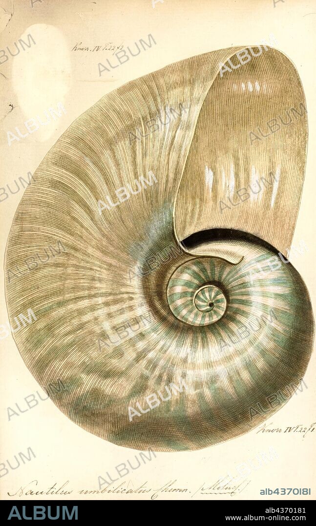 Nautilus umbilicatus, Print, Allonautilus scrobiculatus, also known as the crusty nautilus or fuzzy nautilus, is a species of nautilus native to the waters around New Guinea, specifically New Britain and Milne Bay, and the Solomon Islands. A. scrobiculatus is instantly recognizable by the large open umbilicus, which is around 20% of the shell diameter at its widest point. This species, along with the closely related A. perforatus, were originally placed in the genus Nautilus, but have recently been given their own genus on account of significant morphological differences. The most obvious are features of the shell, including crease and an encrusting layer (periostracum) that covers most of the shell. Gills and reproductive structures also differ significantly from members of the genus Nautilus. The shell is usually up to around 18 cm in diameter, although the largest specimen ever recorded measured 21.5 cm. The species was thought to have gone extinct after 1986, but was rediscovered in July 2015. According to The Telegraph, "the allonautilus scrobiculatus has inhabited the earth for 500 million years and has only been seen twice, until now".