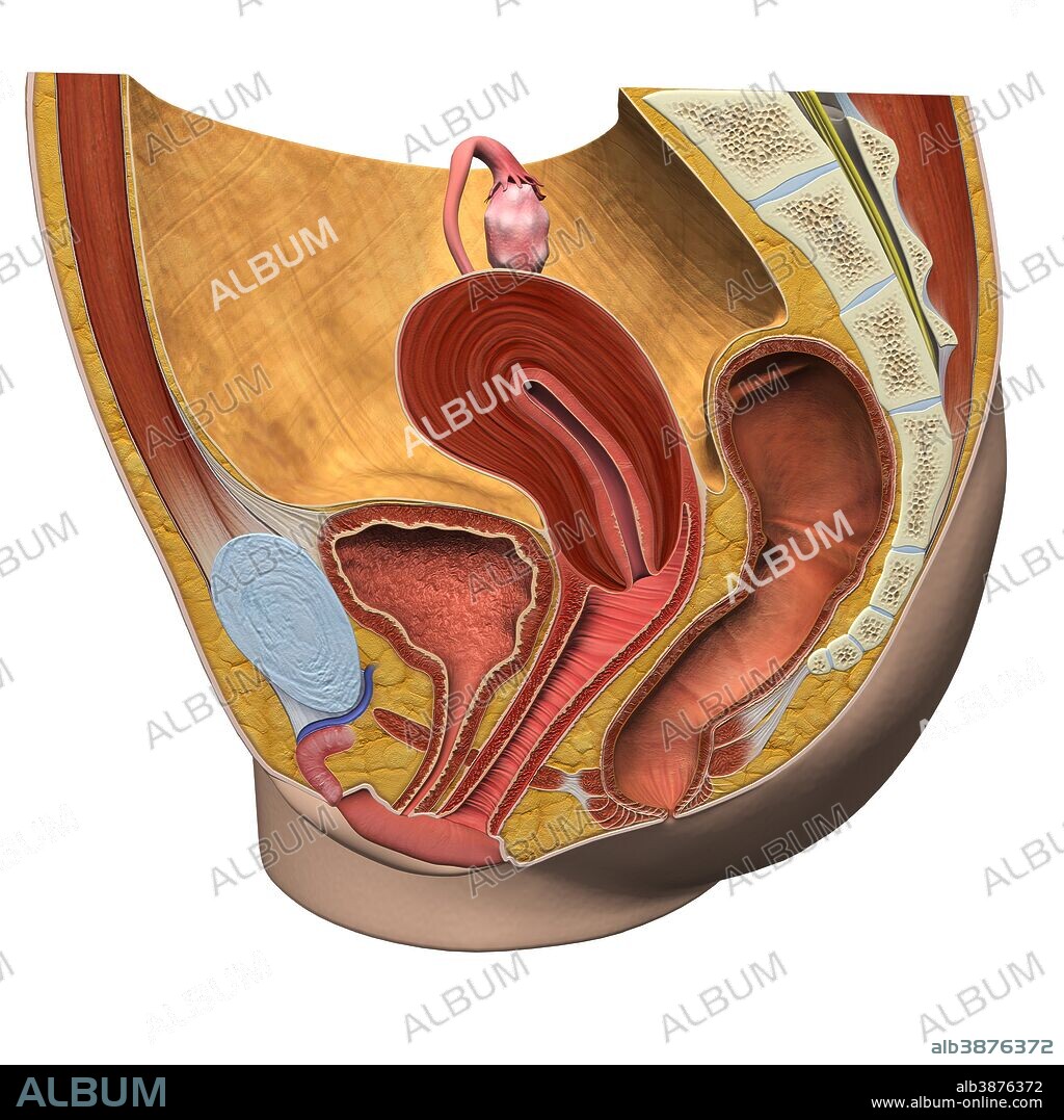 Female reproductive system, sagittal view.