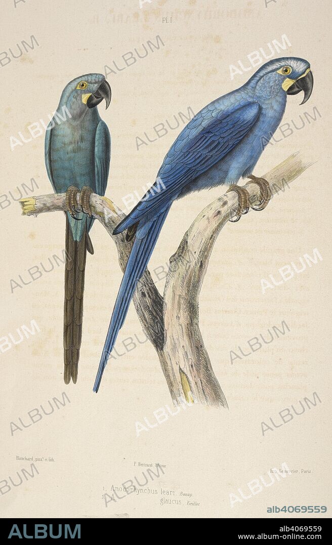CHARLES DE SOUANCEÌ. 1. Anodorhynchus leari. Lear's macaw   2. Anodorhynchus glaucus. Glaucous macaw.  Parrots. Iconographie des perroquets non figureÌs dans les publications de Levaillant et de M. Bourjot Saint-Hilaire. Paris, 1857. Source: 1822.c.16 plate 1.