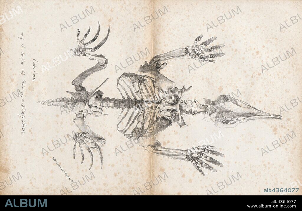 Echidna spec., Print, Echidnas, sometimes known as spiny anteaters, belong to the family Tachyglossidae in the monotreme order of egg-laying mammals. The four extant species of Echidnas and the platypus are the only living mammals that lay eggs and the only surviving members of the order Monotremata.The diet of some species consists of ants and termites, but they are not closely related to the true anteaters of the Americas, which are xenarthrans, along with sloths and armadillos. Echidnas live in Australia and New Guinea., skeleton.