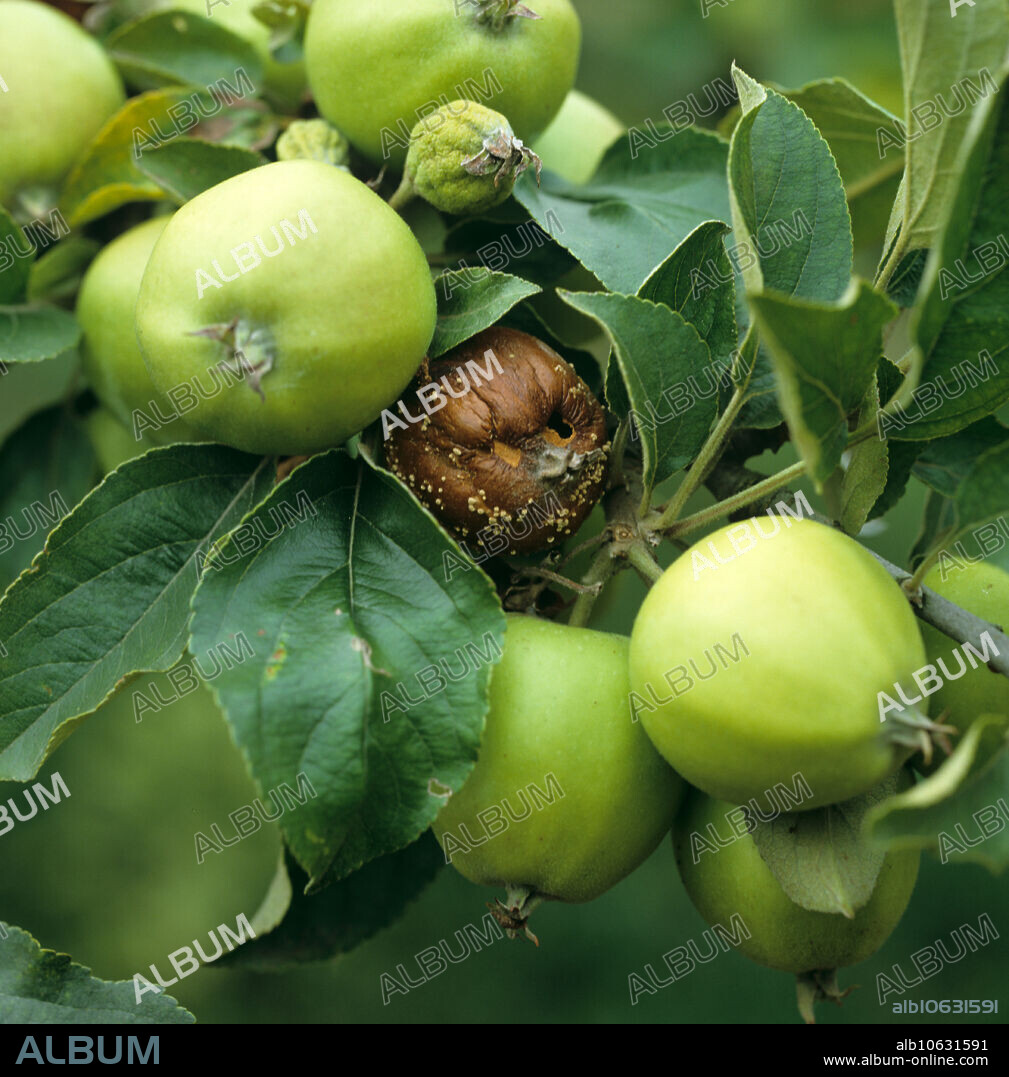 Brown rot (Sclerotinia fructigena) diseased apple fruit on the tree.