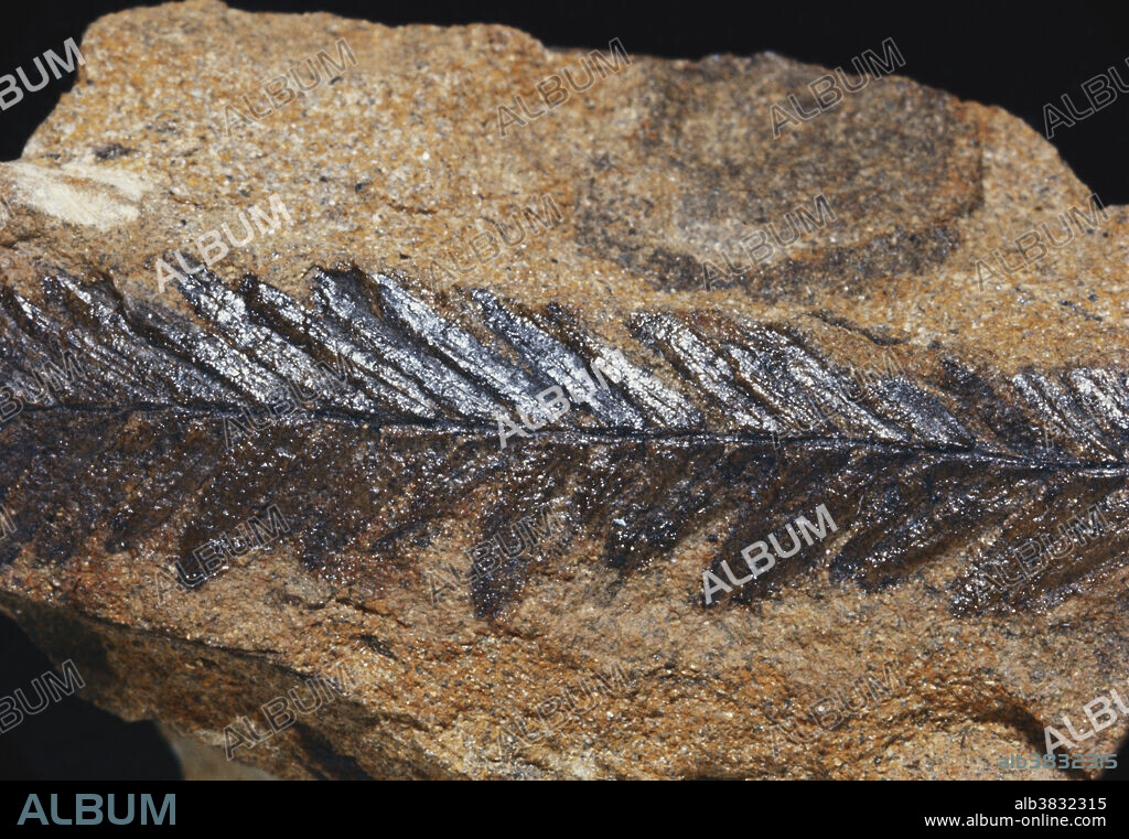 Sequoia fossil (Sequoia langsdorfii) from Eska, Alaska.