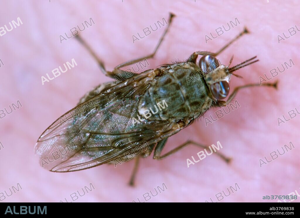 Tsetse fly biting and feeding on a person. Tsetse flies are biting flies inhabiting much of mid-continental Africa between the Sahara and the Kalahari deserts. They live by feeding on the blood of vertebrate animals and are the primary biological vectors of trypanosomes, which cause human sleeping sickness and animal trypanosomiasis, also known as nagana. Tsetse include all the species in the genus Glossina, which are generally placed in their own family, Glossinidae.