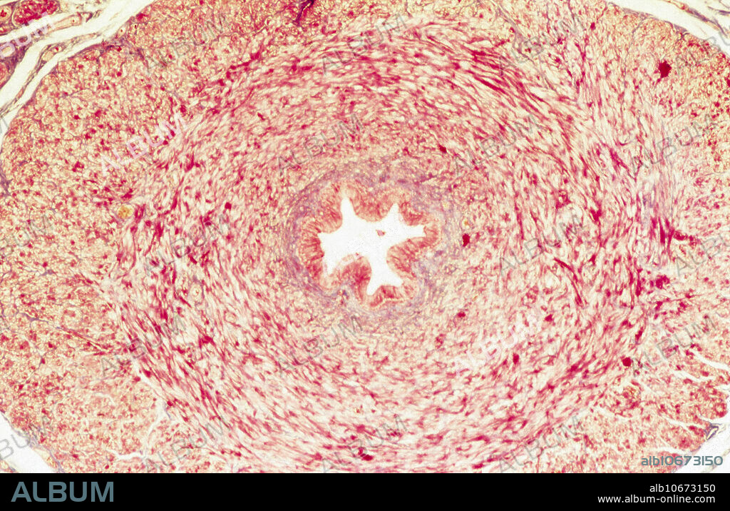 Histological appearance of a cross section of the ureter. The folded ureter epithelium in the centre is surrounded by a tick layer of smooth muscle (yellow) and fibrous (red) tissue. Elastica van Gieson staining and 20x magnification.