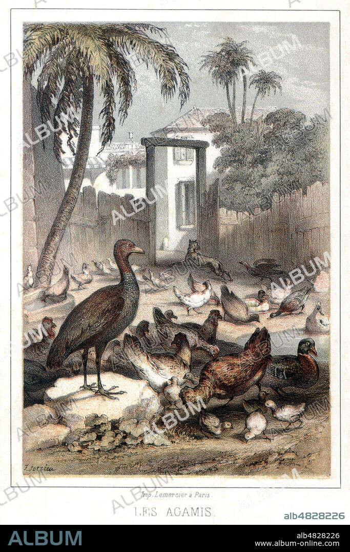 Les agamis trompette (qui peut remplacer le chien). Illustration de Frederic SORRIEU (1807-1887). Credit : Collection Jonas/Kharbine Tapabor.