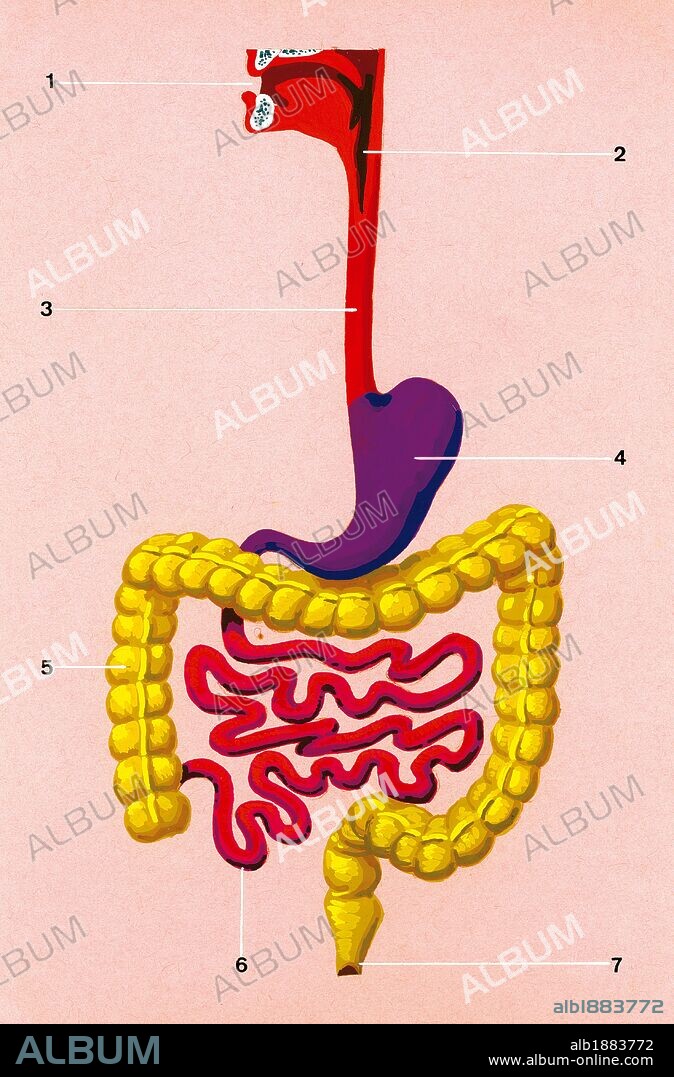 EL APARATO DIGESTIVO. DIBUJO ESQUEMATICO DE LA POSICION QUE OCUPAN LOS ORGANOS EN LA CAVIDAD GENERAL DEL CUERPO HUMANO: 1. Boca 2. Faringe 3. Esófago 4. Estómago 5. Intestino grueso 6. Intestino delgado 7. Recto (emisión de las heces) .