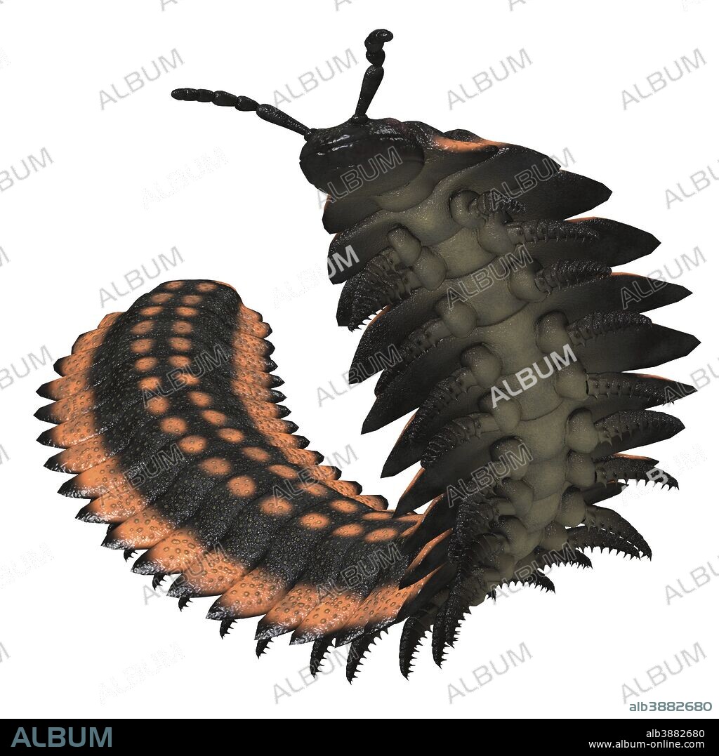 Arthropleura invertebrate on white background. Arthropleura was a giant insect invertebrate that lived in North America and Scotland during the Carboniferous Period.