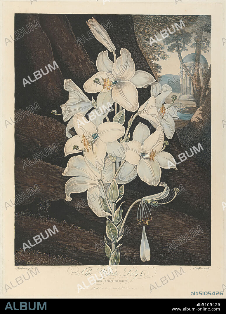 The White Lily with Variegated-Leaves, 1800, from Robert John Thornton, the 'Temple of Flora', 1799-1812, Print made by Joseph Constantine Stadler, active 17801812, British, after Peter Charles Henderson, 17191829, British, 1800, Aquatint engraving with original hand color on medium, slightly textured, cream wove paper, Sheet: 20 3/8 x 16 1/4 inches (51.8 x 41.3 cm), botanical subject, botany, flowers (plants), lilies, park (grounds), plant, roots, rotunda (building), science, white.