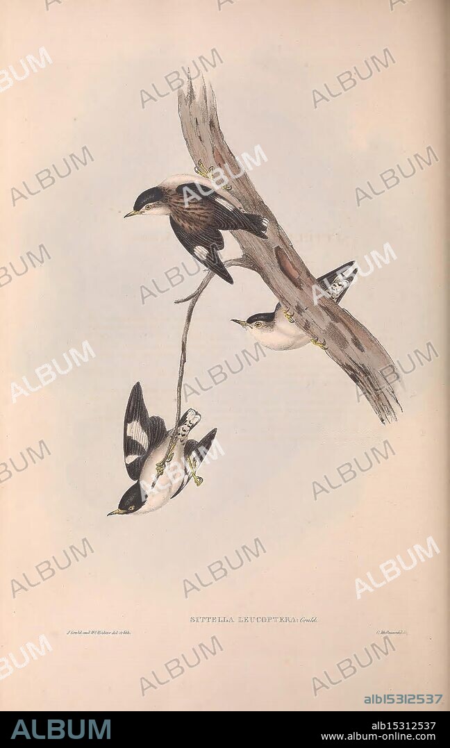The birds of Australia. London, Printed by R. and J. E. Taylor pub. by the author 1840-1848. Australia, birds, pictorial works, Australia, Gould, John Gould, ornithology, Gould, Gould Australia, Sittella leucoptera, taxonomy: trinomial = Daphoenositta chrysoptera leucoptera, Varied Sittella, White-winged Sittella, Three swallows are depicted perched gracefully on a slender branch. The birds showcase a mix of elegant colors: their wings exhibit a striking contrast with dark upper parts and lighter underparts. One swallow is seen poised on the branch, while the others are in a dynamic posture, possibly in mid-flight or preparing to take off. Delicate details highlight their feathers, emphasizing the texture and natural beauty of these agile creatures. The background is softly rendered, allowing the focus to remain on the birds and their graceful movements in nature. An engraving title is subtly presented, identifying the species and adding a scholarly touch to the composition.