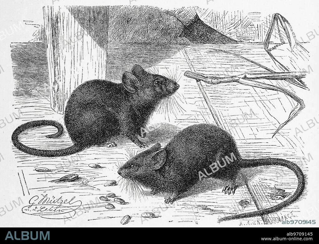 House mouse, Mus musculus, a small species of long-tailed mouse belonging to the Old World mice, Murinae.
