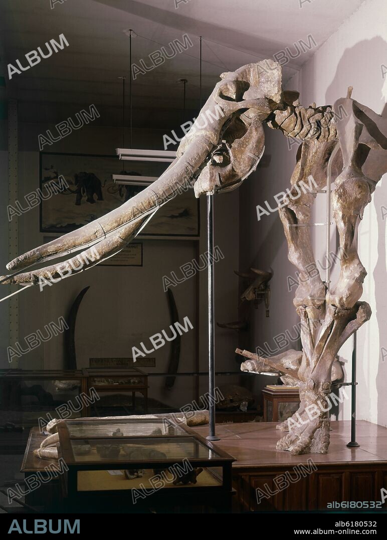 ELEFANTE ANTIGUO O PALAEOLOXODON(MAMUT)PLEISTOCENO(VILLAVERDE-MADRID).