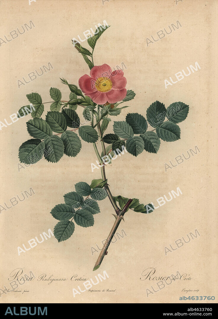 Pink sweetbriar rose, Rosa rubiginosa cretica, Rosier de Crete. Stipple copperplate engraving by Pierre Gabriel Langlois handcoloured a la poupee after a botanical illustration by Pierre-Joseph Redoute from the first folio edition of Les Roses, Firmin Didot, Paris, 1817.