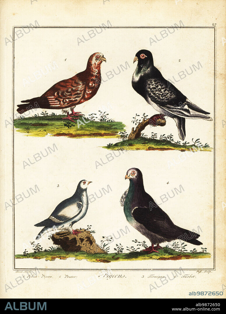 Racing and fancy pigeon breeds: Polish pigeon 1, pouter 2, termigan or rock ptarmigan, Lagopus muta 3, and turbet or turbit, Columba livia 4. Handcoloured copperplate engraving by J. Pass after an illustration by J. Stead from William Augustus Osbaldistons The British Sportsman, or Nobleman, Gentleman and Farmers Dictionary of Recreation and Amusement, J. Stead, London, 1792.