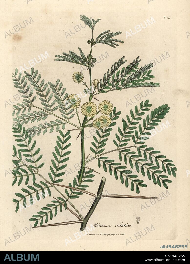 Gum arabic tree, Acacia nilotica. Handcoloured copperplate engraving from a botanical illustration by James Sowerby from William Woodville and Sir William Jackson Hooker's "Medical Botany," John Bohn, London, 1832. The tireless Sowerby (1757-1822) drew over 2, 500 plants for Smith's mammoth "English Botany" (1790-1814) and 440 mushrooms for "Coloured Figures of English Fungi " (1797) among many other works.