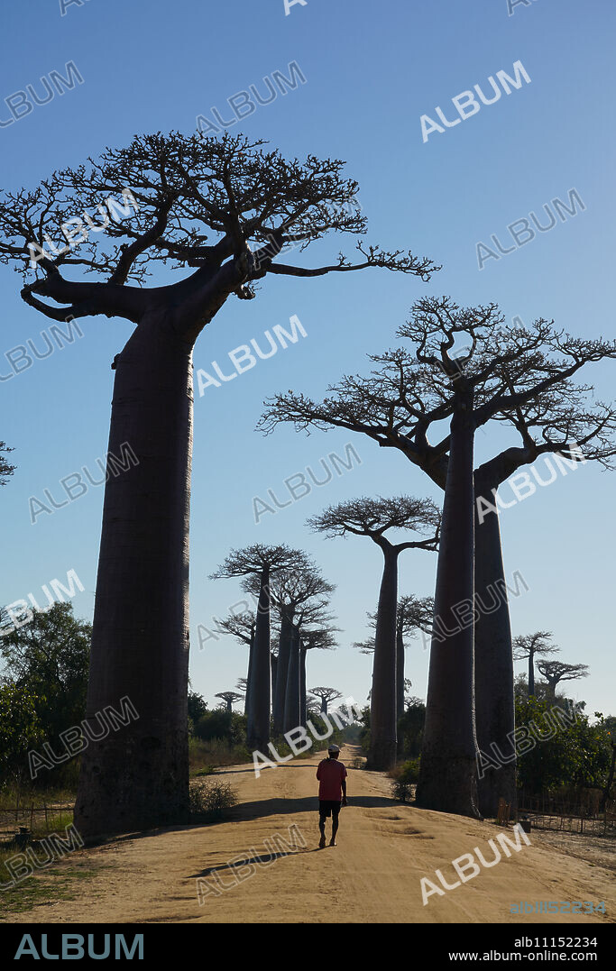Allee des Baobabs (Avenue of the Baobabs), Morondava, Menabe region, Western Madagascar, Africa.