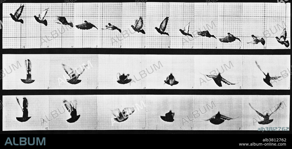 Muybridge Animal Locomotion, Pigeon In Flight, 1881. Electro-photograph investigation showing a series of consecutive images of a pigeon in flight. Eadweard James Muybridge (April 9, 1830 - May 8, 1904) was an English photographer important for his pioneering work in photographic studies of motion and in motion-picture projection. He published two popular books of his work, Animals in Motion (1899) and The Human Figure in Motion (1901), both of which remain in print over a century later. He died in 1904 at the age of 74.