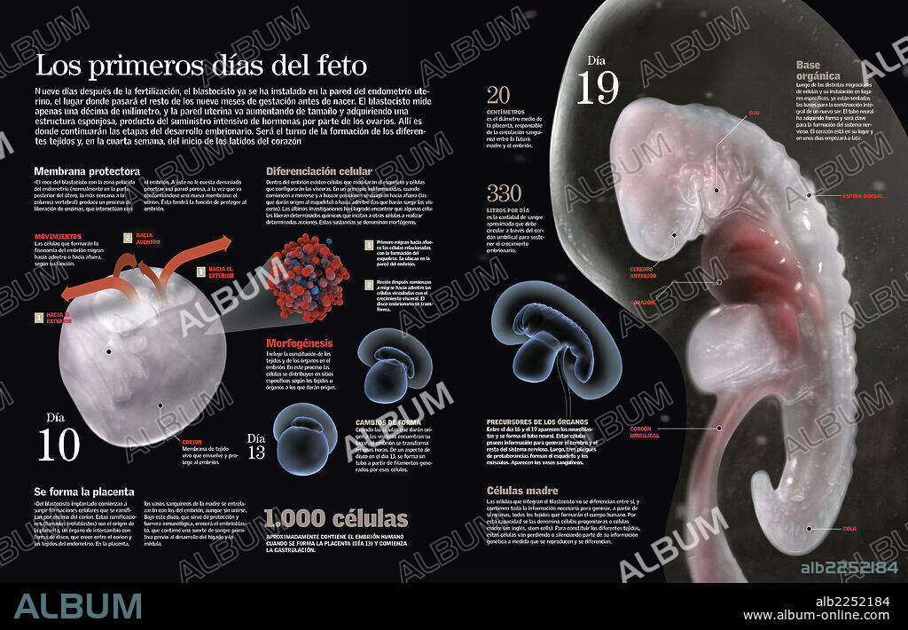 Los primeros días del feto. Infografía que describe los primeros días de desarrollo del feto en el útero materno.
