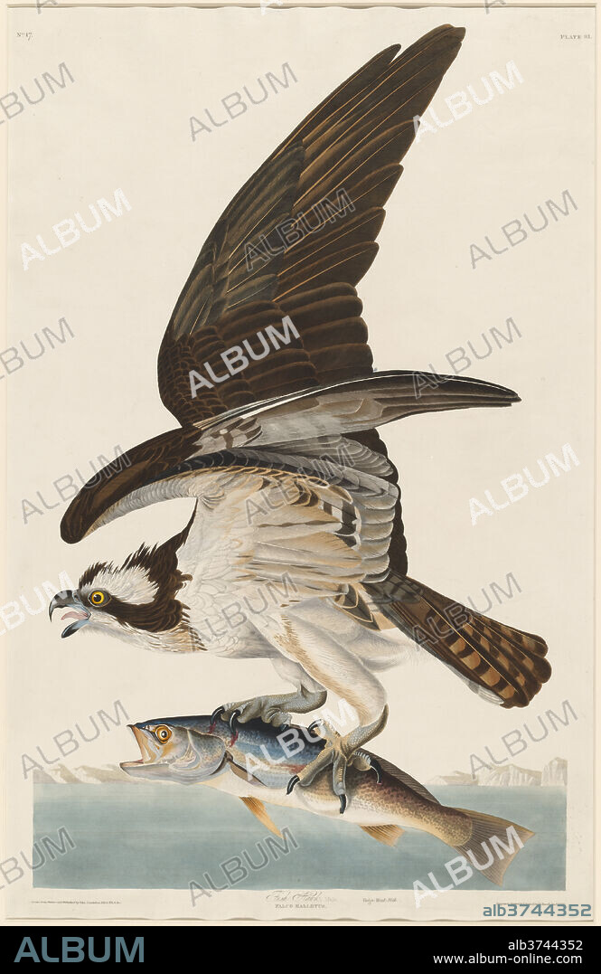 ROBERT HAVELL AFTER JOHN JAMES AUDUBON. Fish Hawk. Dated: 1830. Dimensions:  plate: 96.1 x 64 cm (37 13/16 x 25 3/16 in.) sheet: 100 x 66.6 cm (39 3/8 x  26 1/4 in.). Mediu - Album alb3744352