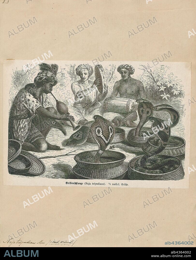 Naja tripudians, Print, Naja is a genus of venomous elapid snakes known as cobras. Several other genera include species commonly called cobras (for example the ring-necked spitting cobra and the king cobra), but members of the genus Naja are the most widespread and the most widely recognized as "true" cobras. Various species occur in regions throughout Africa, Southwest Asia, South Asia, and Southeast Asia., 1700-1880.