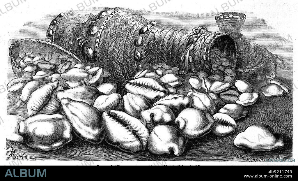 Cowrie, also known as porcelain snail, Monetaria annulus, Cypraea moneta, Historical, digitally restored reproduction from a 19th century original.