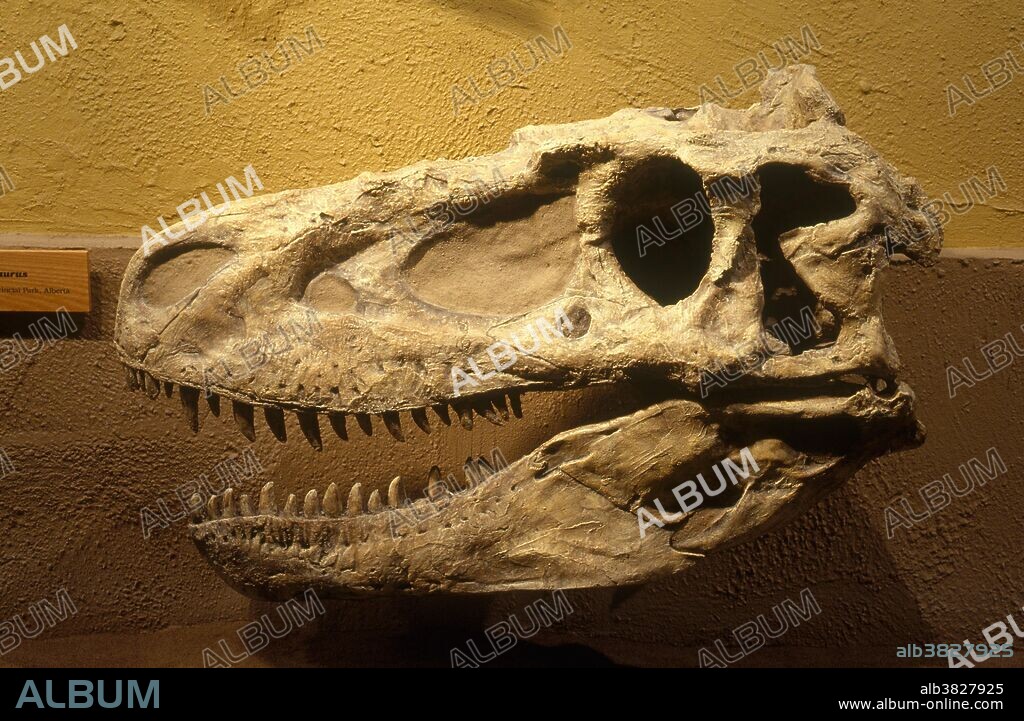 Skull of Albertosaurus, a dinosaur from the Late Cretaceous Period, in the Royal Tyrrell Museum, Alberta, Canada.