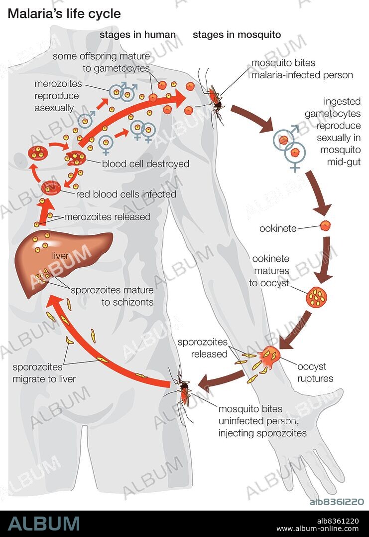 The life cycle of a malaria parasite, from its stages within the body of a mosquito to those within the body of a human.