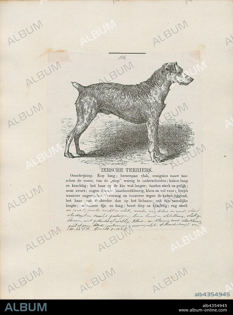 Canis lupus familiaris, Print, The domestic dog (Canis lupus familiaris when considered a subspecies of the wolf or Canis familiaris when considered a distinct species) is a member of the genus Canis (canines), which forms part of the wolf-like canids, and is the most widely abundant terrestrial carnivore. The dog and the extant gray wolf are sister taxa as modern wolves are not closely related to the wolves that were first domesticated, which implies that the direct ancestor of the dog is extinct. The dog was the first species to be domesticated and has been selectively bred over millennia for various behaviors, sensory capabilities, and physical attributes., 1700-1880.